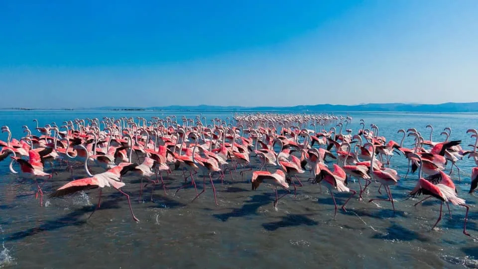 Birdwatching in Narta Lagoon